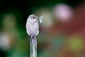 Bird eating an insect