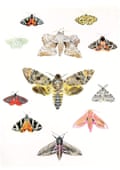 Kate Hill-Lines’ drawings of moths