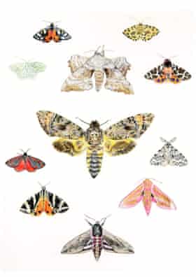Kate Hill-Lines' drawings of moths