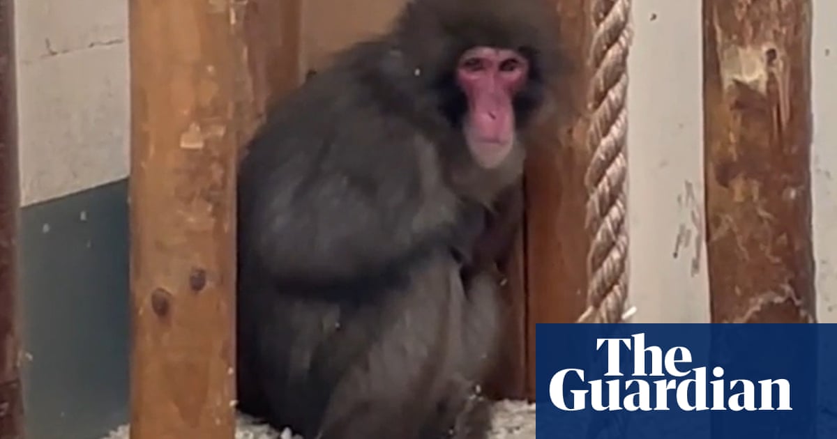 Brown bears and binturongs: Honshu is just the latest animal to escape a UK zoo