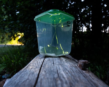 Glow-worms light up in a see-through Tupperware resting on a log in a garden.