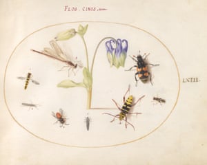 Drawings of nature by Joris Hoefnagel from the book Insect Artifice published by Princeton University Press.