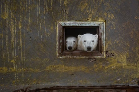 Polar Bear Bonanza  Mid-Continent Public Library