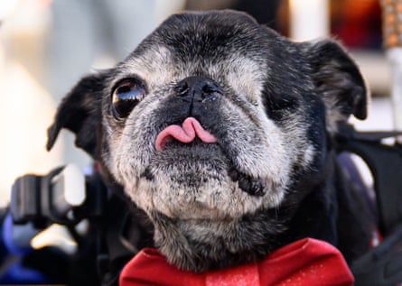 Eight-year-old pekingese Wild Thang wins World's Ugliest Dog contest | Dogs  | The Guardian