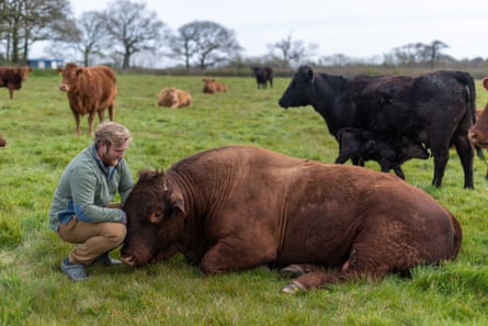 Beef farmer Henry Andrews, Leworthy Manor, Devon.