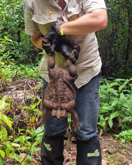 Ranger holding up giant cane toad dubbed Toadzilla
