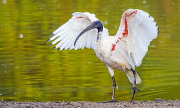 An Australian white ibis spreads its wings at a lake in Perth