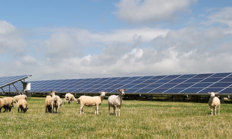 Sheep graze amid the solar panels at Lightsource BP’s project at Manor Farm near Leighton Buzzard in Bedfordshire.