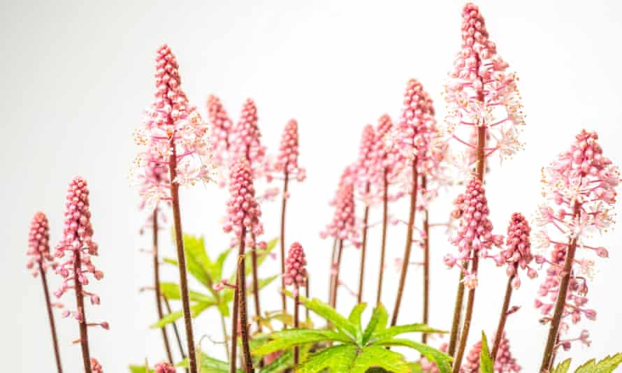 Tiarella ‘Pink Skyrocket’