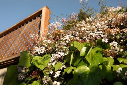 Overgrown flowers and plants in a backyard.