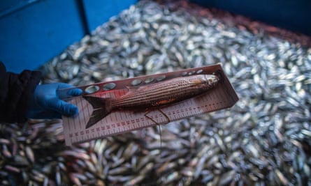 A team member measures the length of a fish during a patrol against illegal fishing in the Bosphorus strait in Istanbul, Turkey.