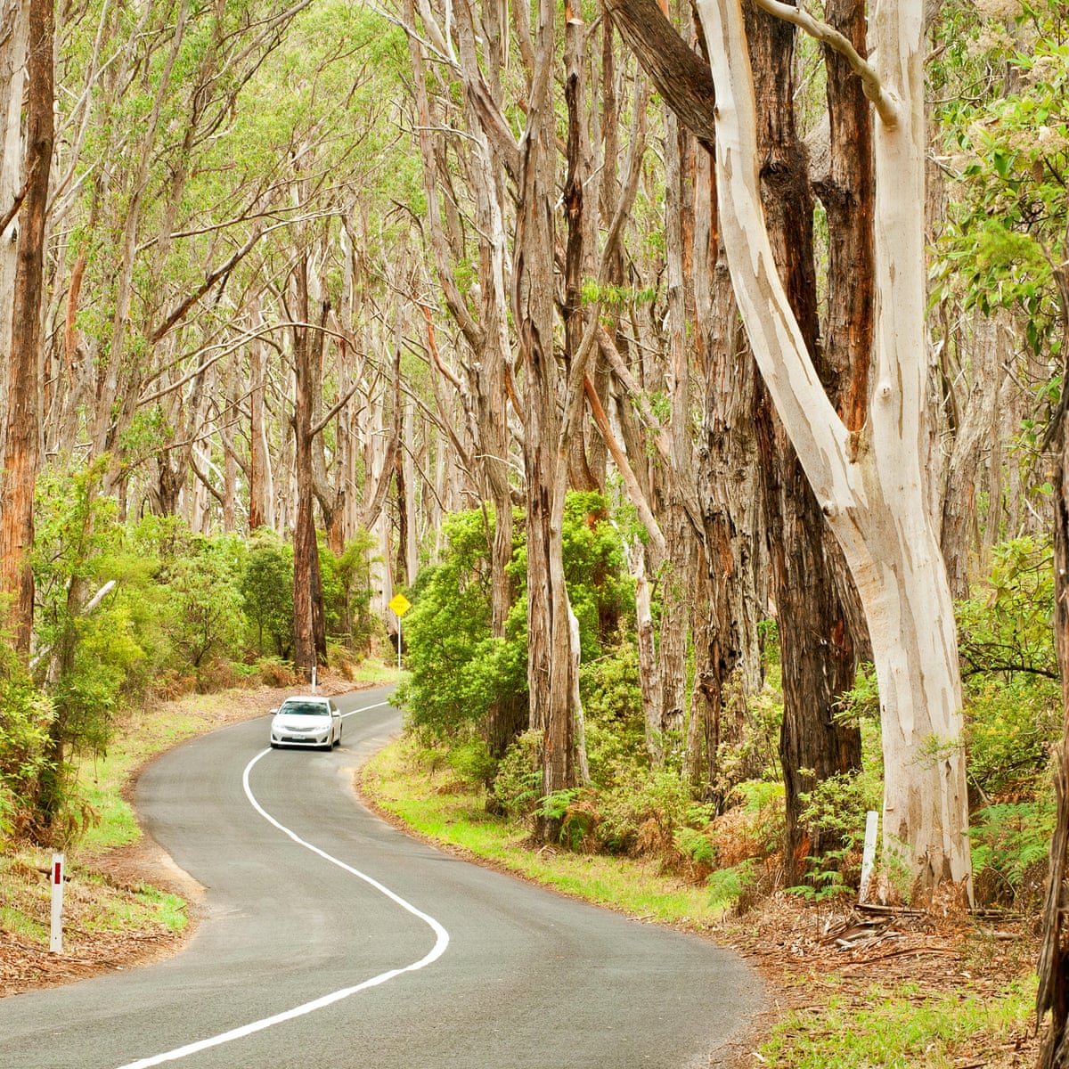 Why Is It Such A Problem To Be Up A Gum Tree Trees And Forests The Guardian Why Is It Such A Problem To Be Up A Gum Tree Trees And Forests The Guardian