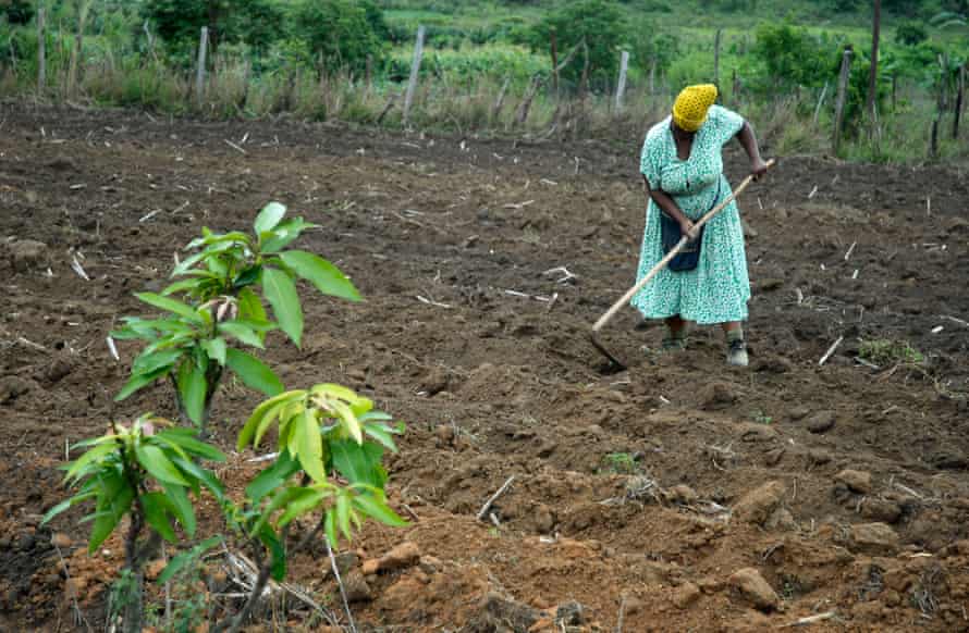A smallholding in Eswatini