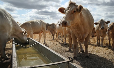 Cows on a drought-stricken farm in Golssen, Germany