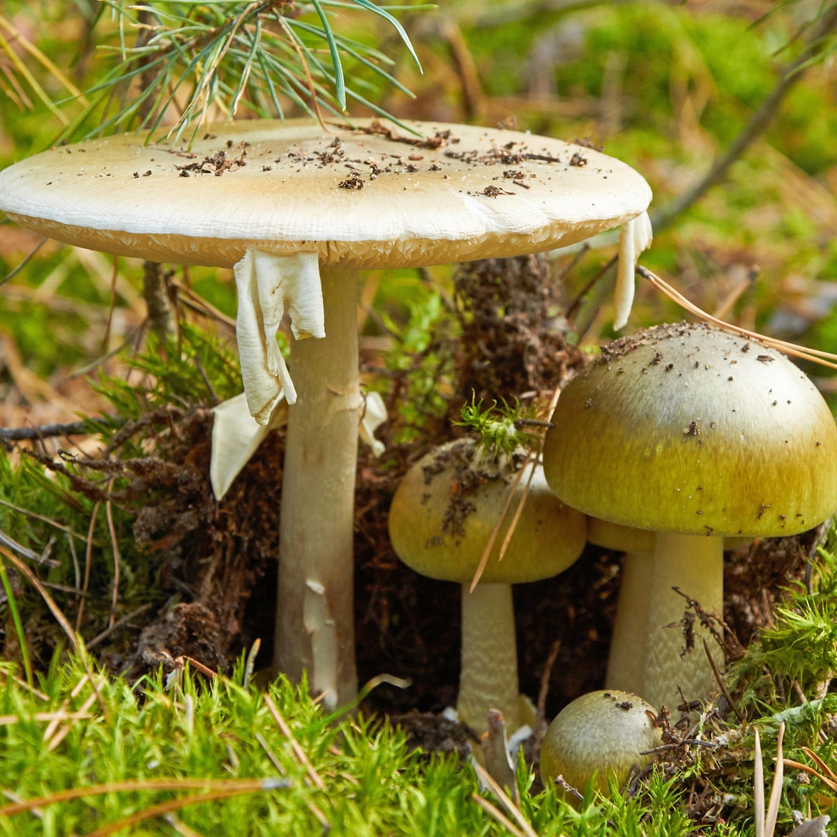 California officials warn foragers after person dies from poison mushroom | California | The Guardian