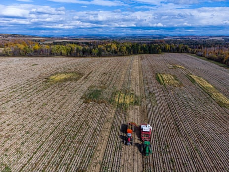 Aerial view of potatoes being harvested with a reaper on a Florenceville farm in New Brunswick, Canada.
