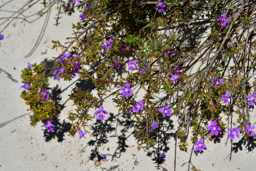 Snake bush in bloom