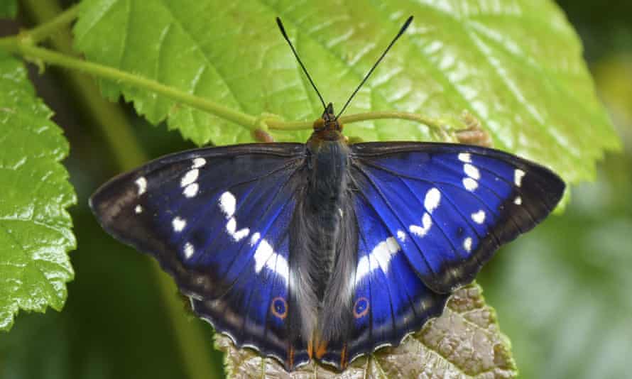 The purple emperor butterfly