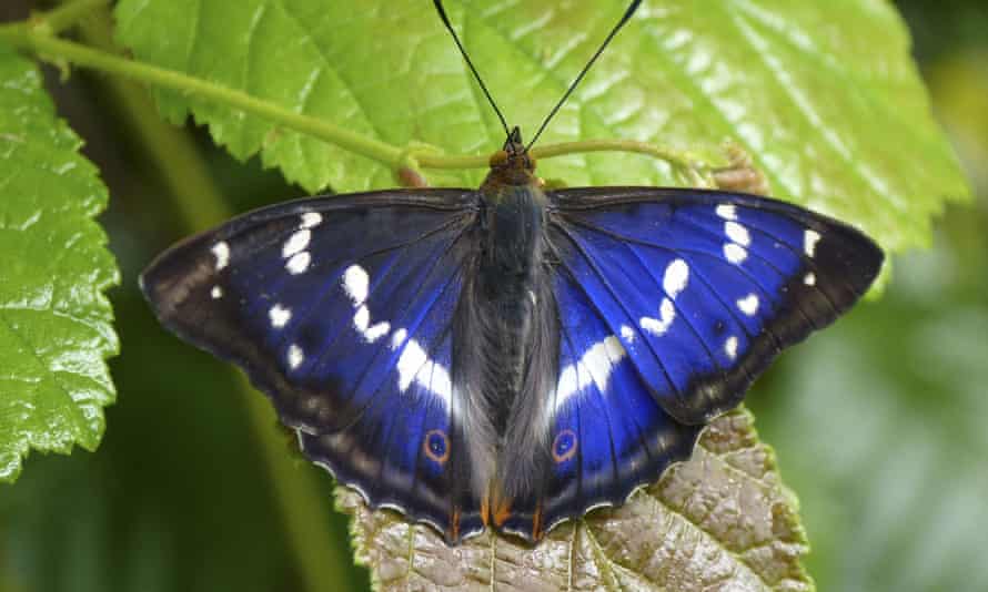 Colonies expand for the treetop emperor | Butterflies | The Guardian