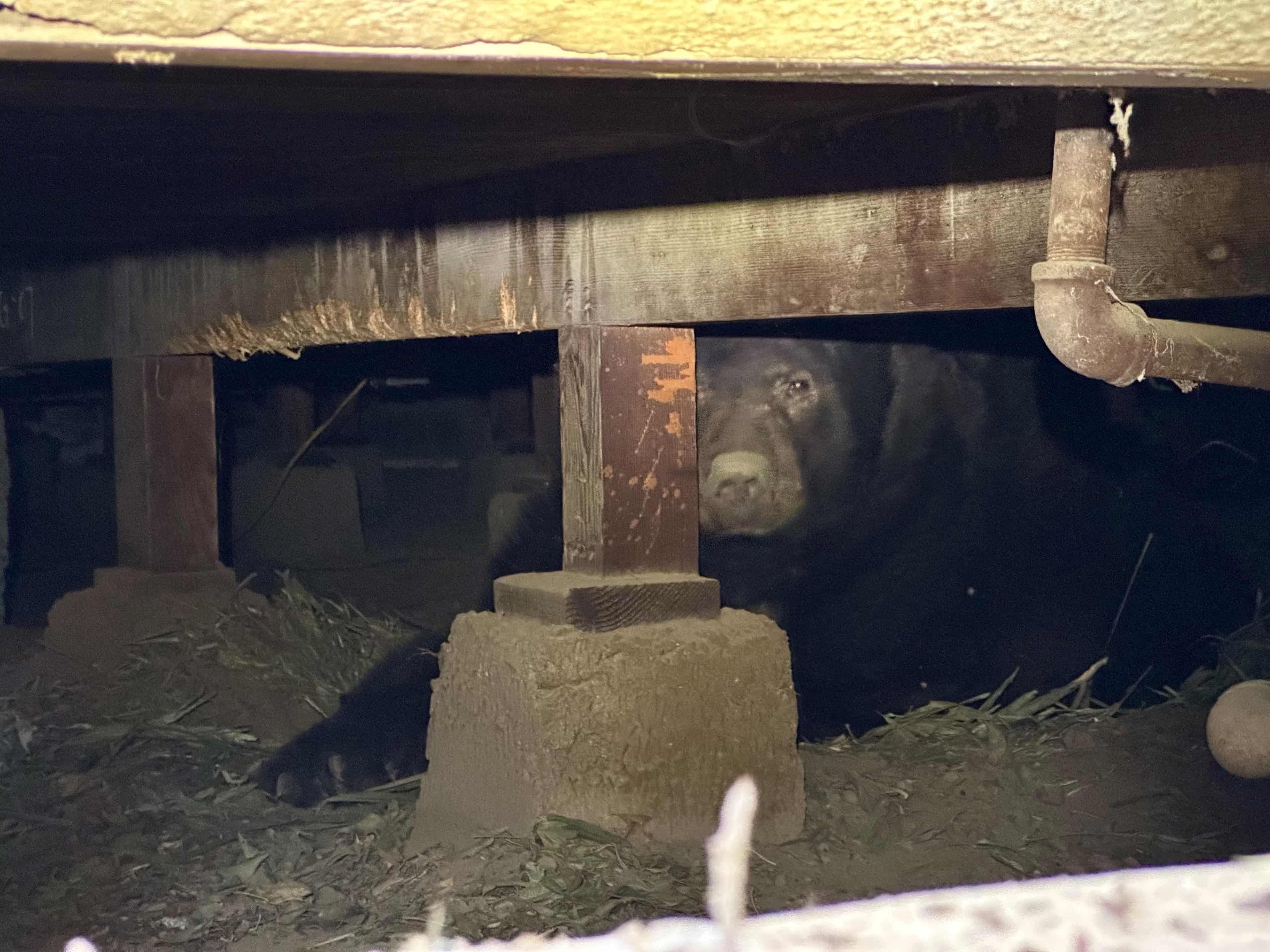 Knock, knock! Who’s bear? California man returns to 525lb tenant in evacuated home (theguardian.com)