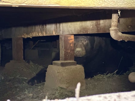 A snout of a black bear visible from under a home’s deck