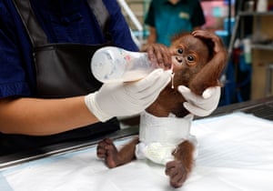 A vet feeds a nappy-wearing baby orangutan a bottle of milk