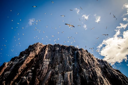 A cliff face with birds wheeling above in a blue sky