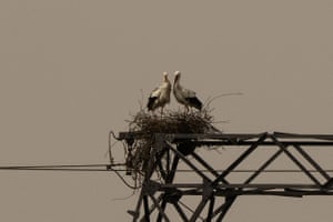 A couple of storks in their nest set on an electricity pylon under a yellow ochre sky caused by Saharan dust in Nantes, France.