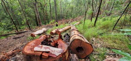 Trees felled in a forest