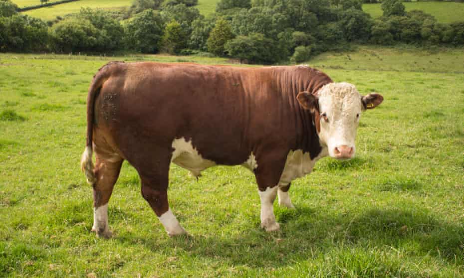 A Hereford bull in a field