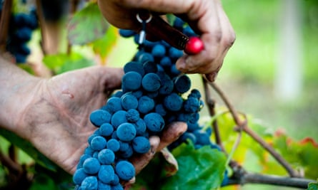 Nebbiolo is a centuries old grape type grown in vineyards around the Piedmont.