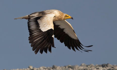 An Egyptian vulture caused a birdwatching frenzy in the Isles of Scilly last week.