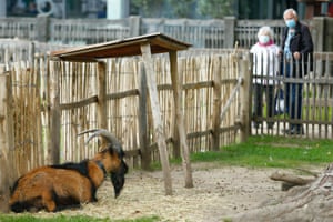 Cologne’s mascot Hennes IX is seen in his enclosure at the city’s zoo. The goat is barred from attending the Bundesliga return due to new hygiene protocols.