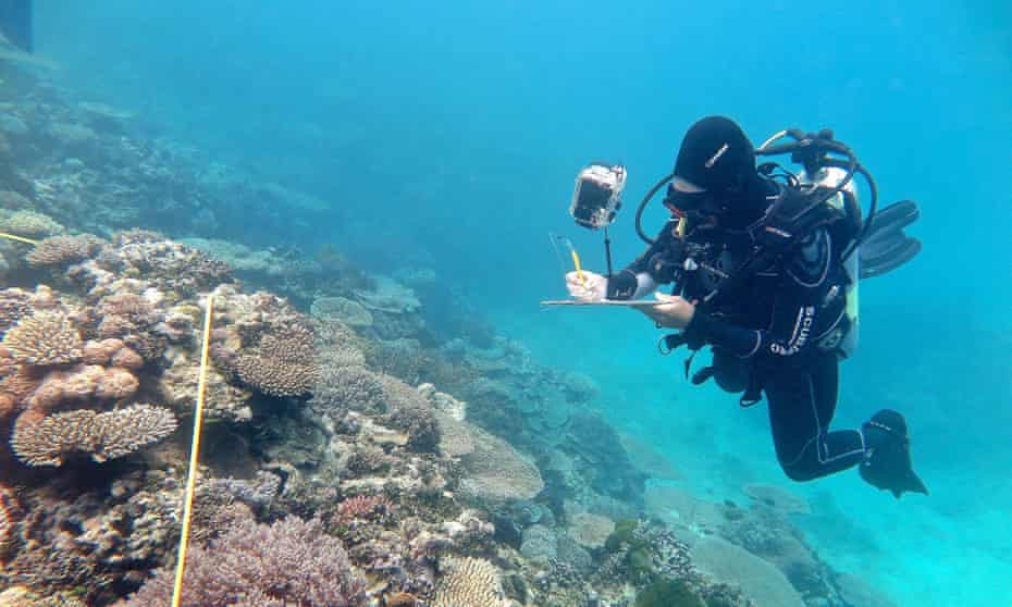 Researcher on the Great Barrier Reef