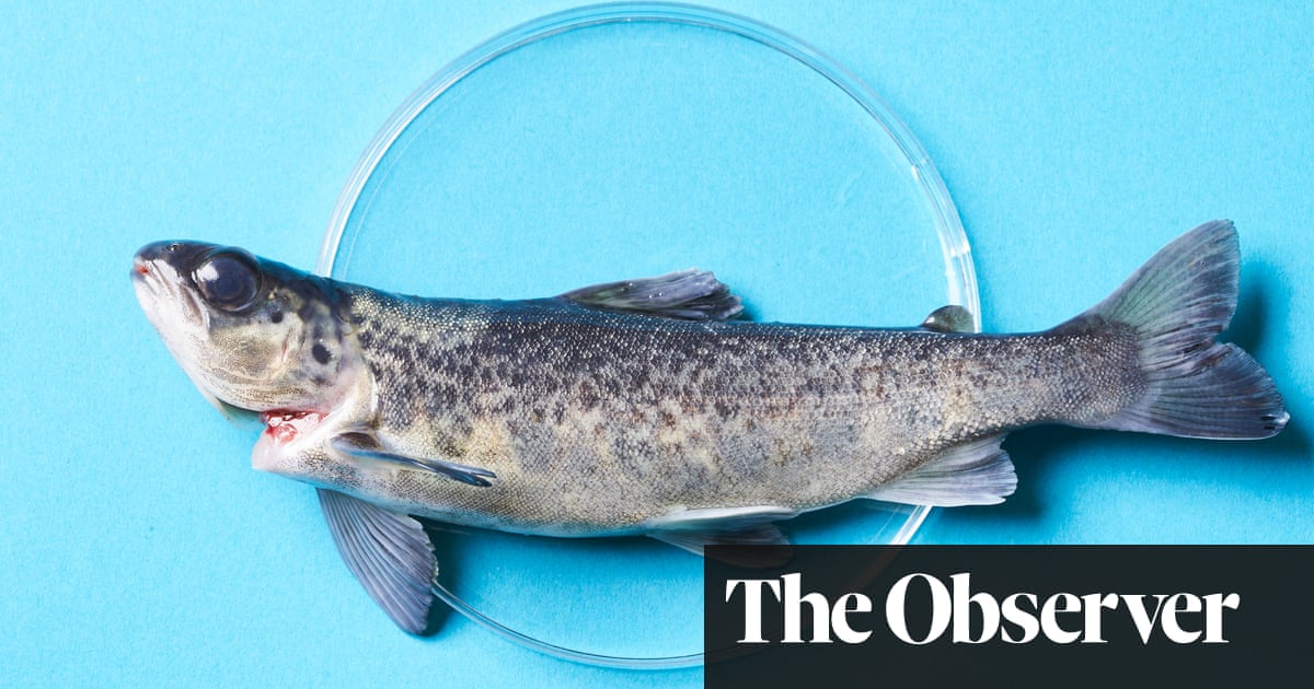 From petri dish to plate: meet the company hoping to bring lab-grown fish to the table | Fish