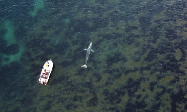 A boat follows a grey whale off the coast of southern France, 30 April.