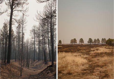 left: charred trees. Right: brown grass