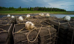 The oysters are shipped all over North America, from Prince Edward Island to Los Angeles, Seattle, New York, Boston, Montreal and Maryland 