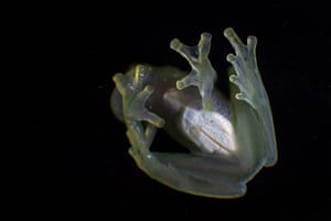 A white-hearted glass frog