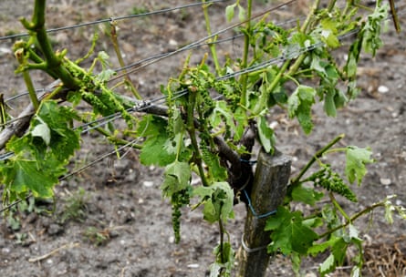 Damaged vines in a vineyard after a storm