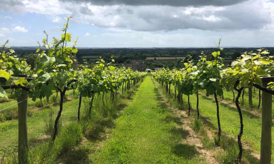 ‘Something that wouldn’t look out of place in Napa’ … vineyards on the Somerset Food Trail.
