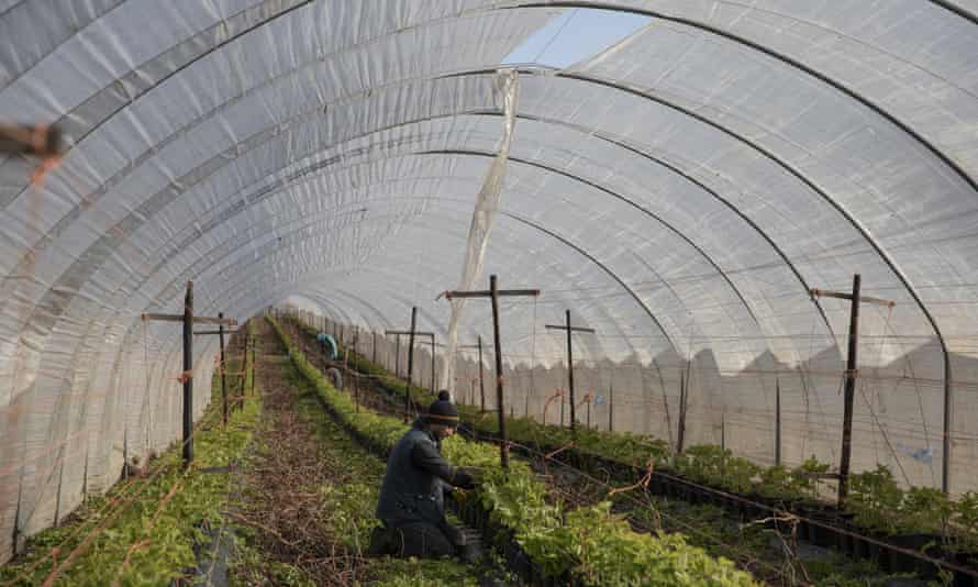 Just Not True We Re Too Lazy For Farm Work Say Frustrated Uk Applicants Work Careers The Guardian