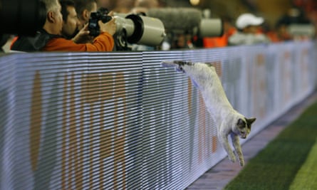 A cat jumps onto the pitch during 2009 Uefa cup final at the Sukru Saracoglu stadium, Istanbul.