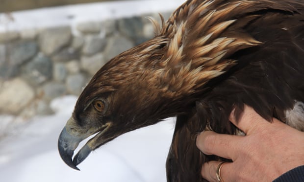 Wildlife biologist David Haines holds the first-ever tagged golden eagle in Yellowstone National Park. The eagle was tagged in August and turned up dead from lead poisoning in early December.