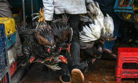 A worker carrying chickens at a market in the Cambodian capital, Phnom Penh