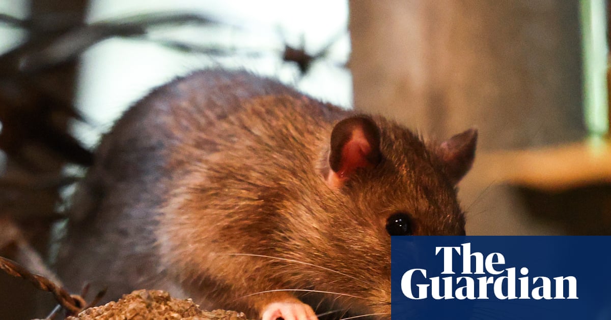 ‘If it’s cold, they stop mating’: New York City rat population may be on the decline