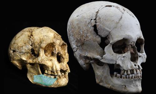 The Mata Menge mandible superimposed on the Homo floresiensis skull (LB1) and compared with a modern human skull from the Jomon Period of Japan.