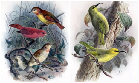 The demography of extinction in eastern North American birds
