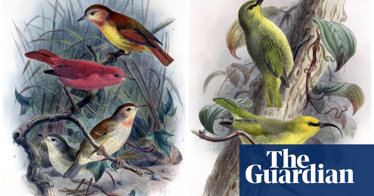 Хавайските острови са най силно засегнати от загубата на осем птици