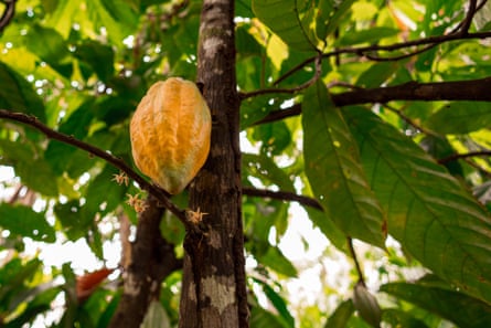 A cacao fruit ripens on a tree